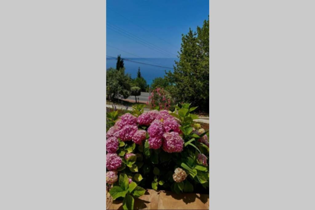 Villa Pergola -Apartment Roko Mlini Buitenkant foto